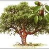 Corchos, los pequeños guardianes del vino Alcornoque