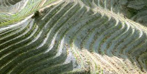 priorat