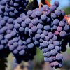 variedad de uva Merlot