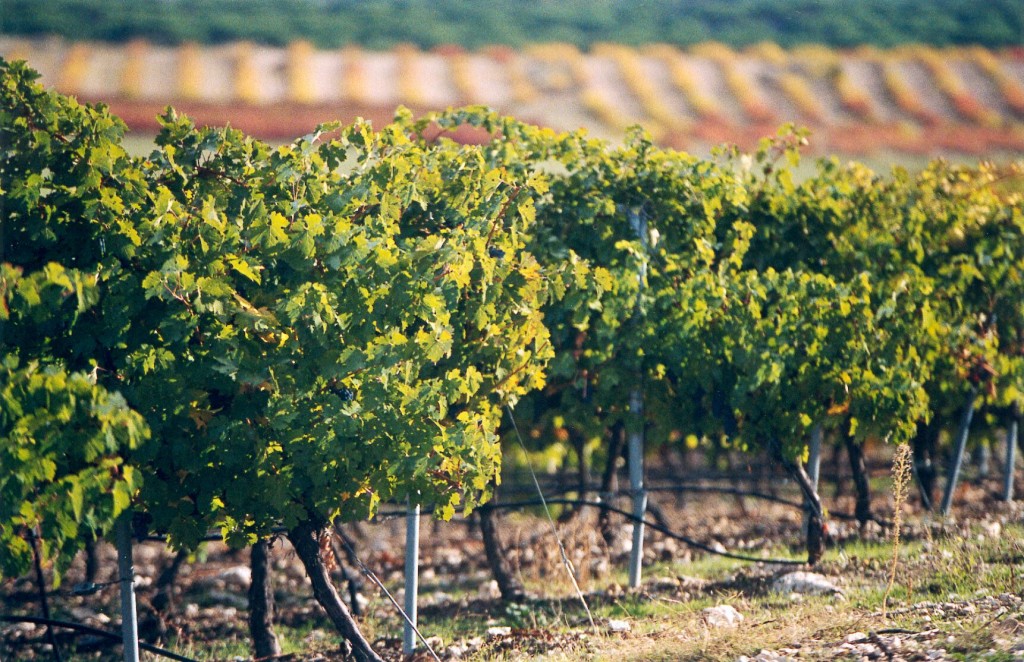 viñedo