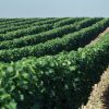 Bodega Sumarroca: tradición e innovación para unos vinos de alta calidad viñedos sumarroca