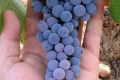 Monastrell, la variedad más mediterránea. uva-monastrell