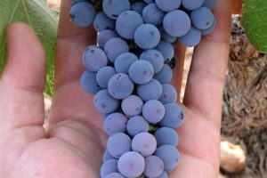 Monastrell, la variedad más mediterránea. uva-monastrell