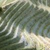 Vinos de Priorat, sólo vale la perfección priorat