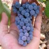 uva-monastrell